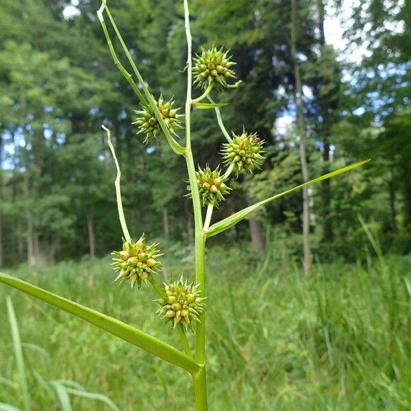 Sparganium erectum Other