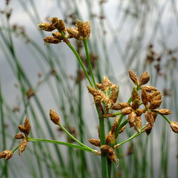 Schoenoplectus lacustris Flor