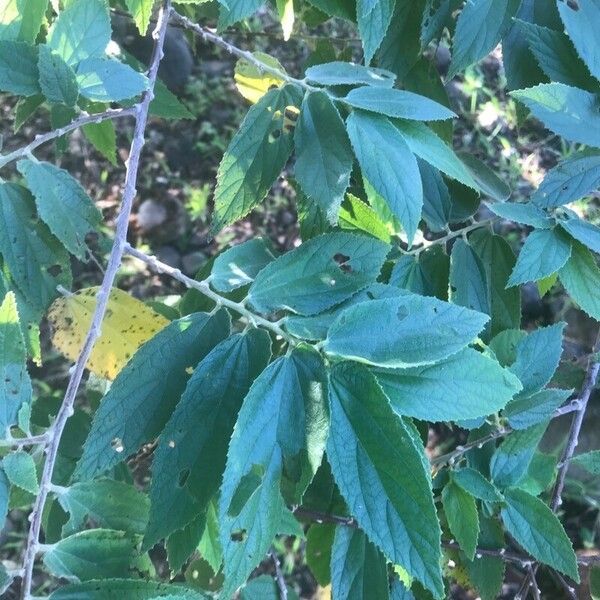 Muntingia calabura Blad