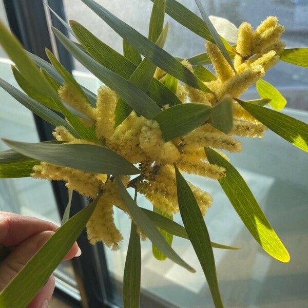 Acacia longifolia 花