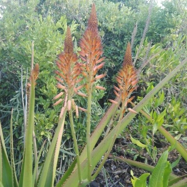 Aloe alexandrei Flower