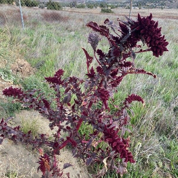 Amaranthus hypochondriacus 形態