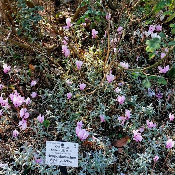 Cyclamen hederifolium Elinympäristö