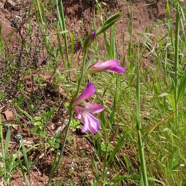 Gladiolus italicus autre