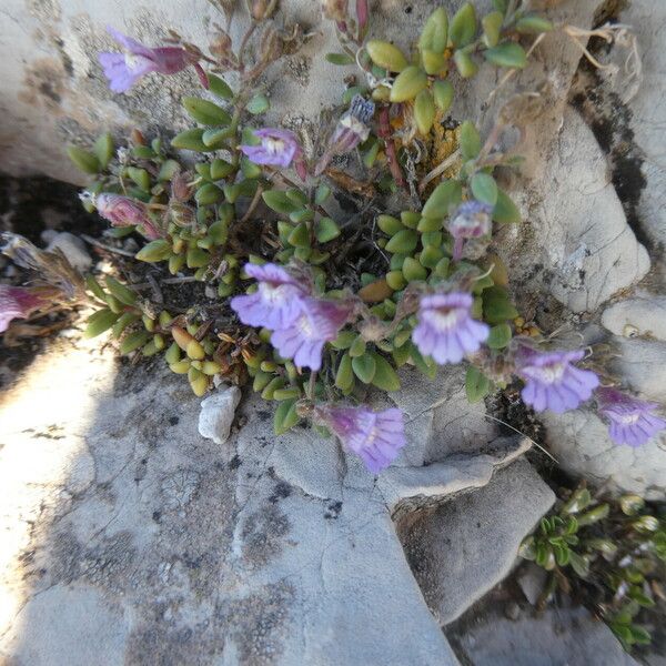 Chaenorhinum origanifolium Blodyn