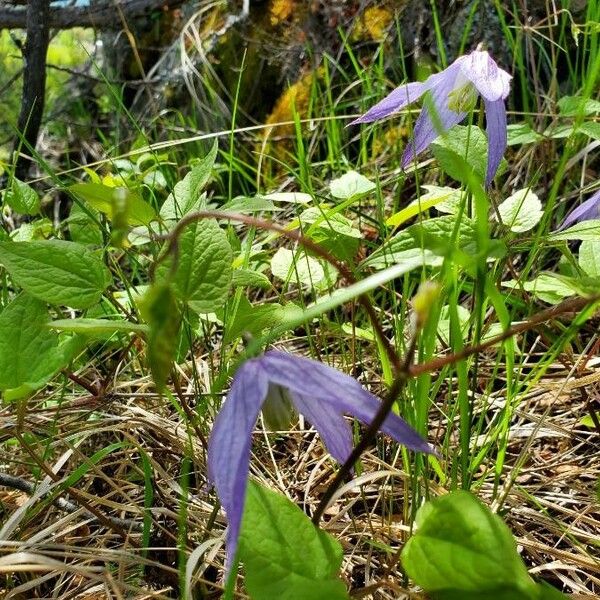 Clematis occidentalis Floro