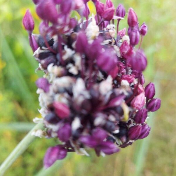 Allium scorodoprasum Blomma