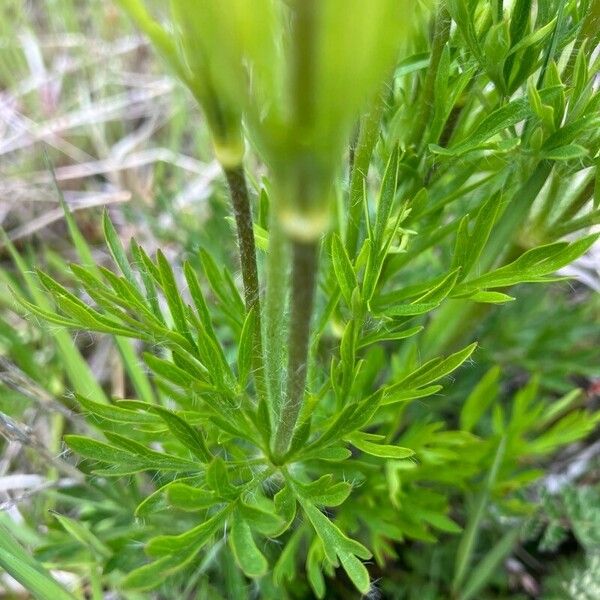 Anemone multifida Liść