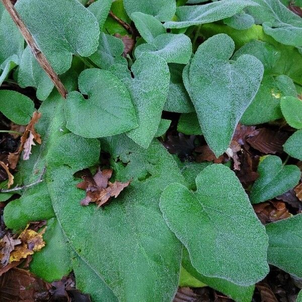 Phlomis russeliana Hoja