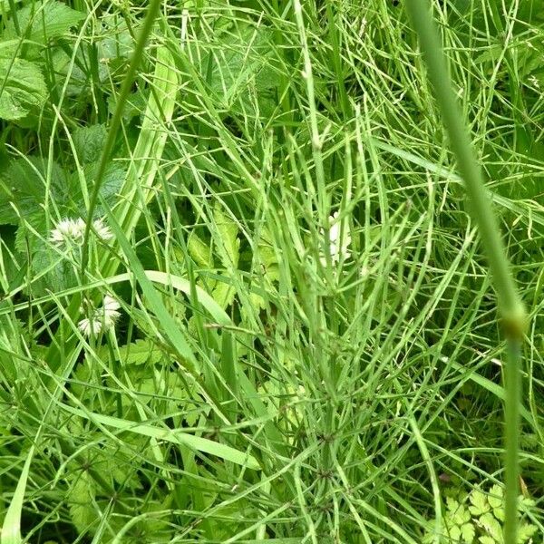 Equisetum sylvaticum Blad