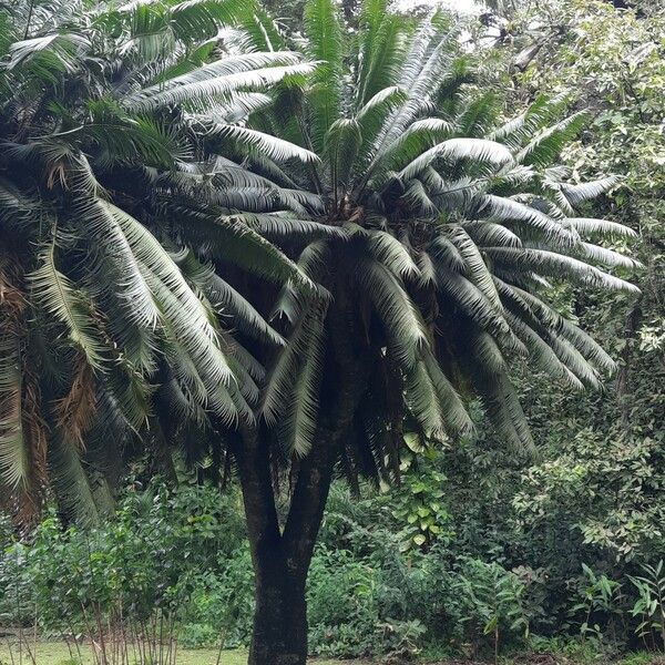 Cycas circinalis Habitus