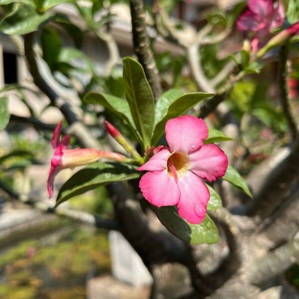 Adenium obesum Kvet