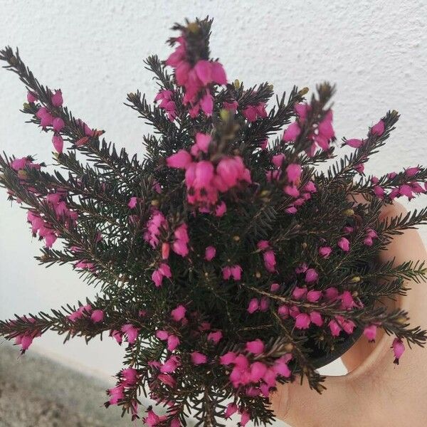 Erica cinerea Flower