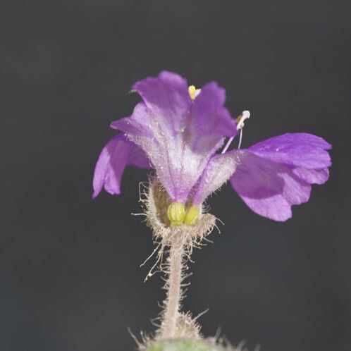 Allionia incarnata Blomma