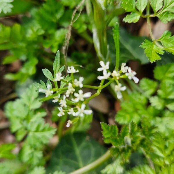 Anthriscus cerefolium Blomst