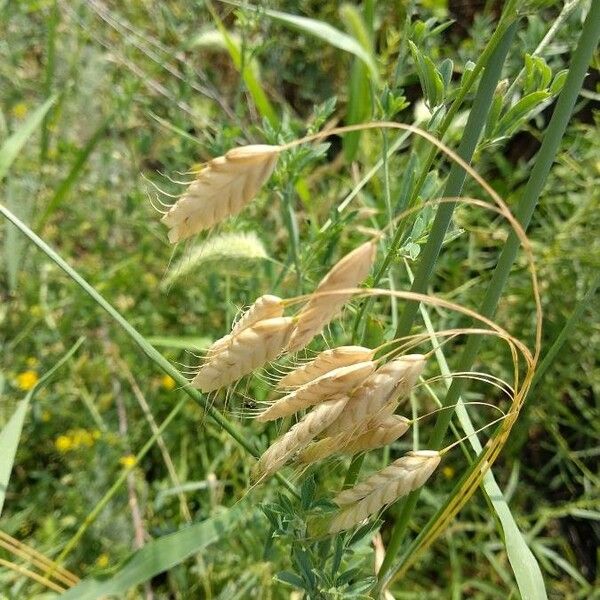 Bromus secalinus Froito