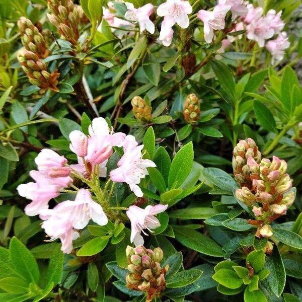 Rhododendron micranthum