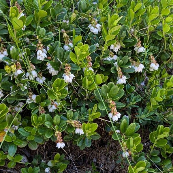 Vaccinium vitis-idaea Habitatea