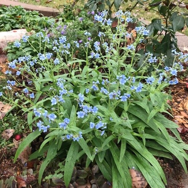 Cynoglossum amabile Цветок