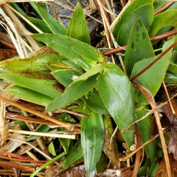 Axonopus compressus Leaf