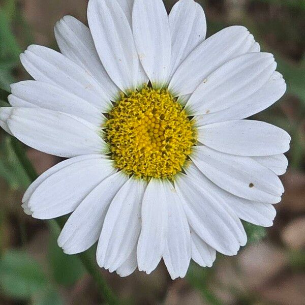 Tanacetum corymbosum Цвят