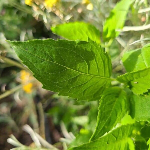 Monarda fistulosa পাতা