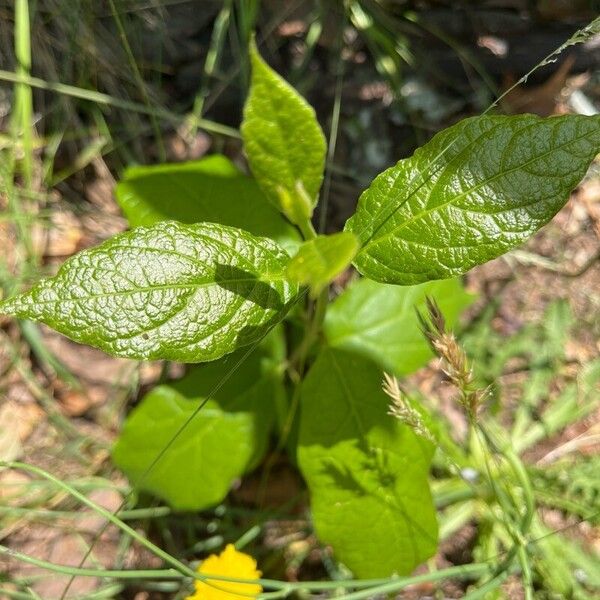 Calycanthus floridus Leaf