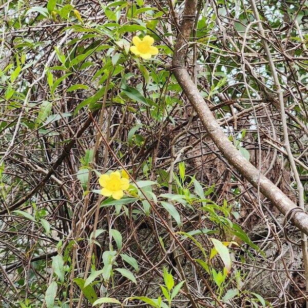 Gelsemium sempervirens 花