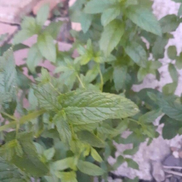 Mentha spicata Лист