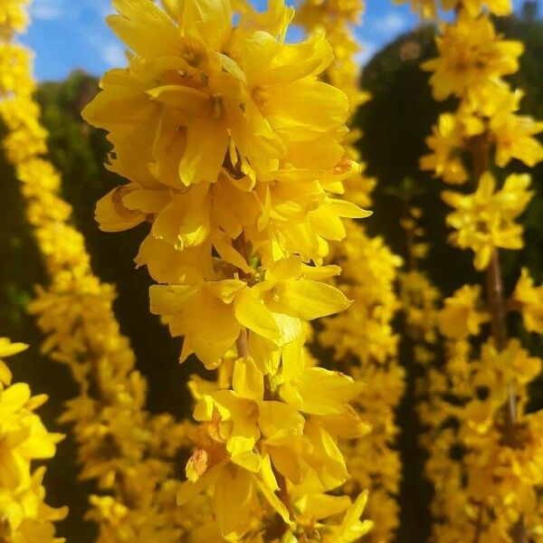 Forsythia suspensa Žiedas