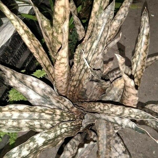 Dracaena hyacinthoides Blad