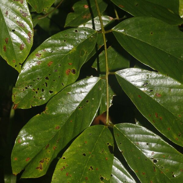 Machaerium floribundum Folla