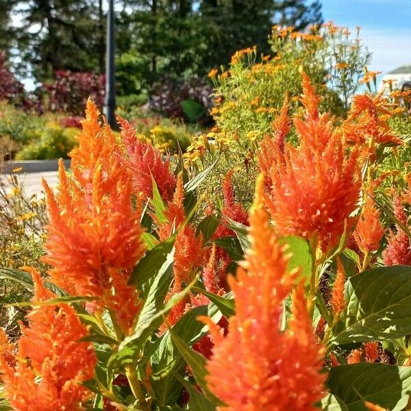 Celosia argentea Kwiat