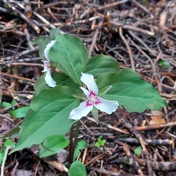 Trillium undulatum Flower