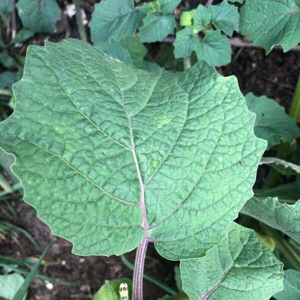 Physalis pubescens List