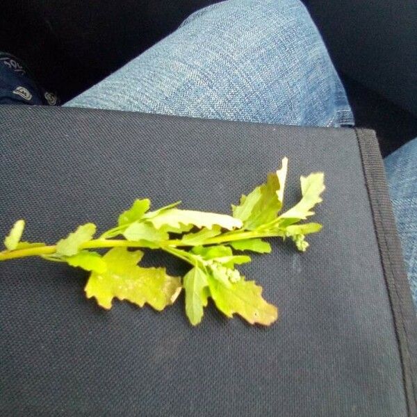 Chenopodium ficifolium Leaf