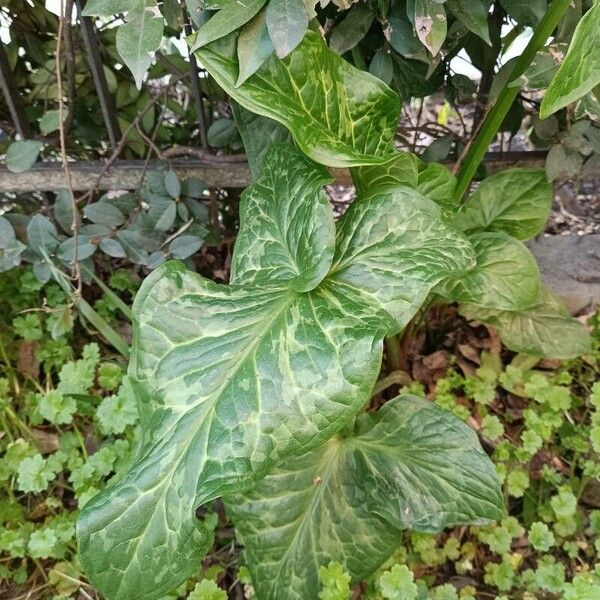 Arum italicum برگ