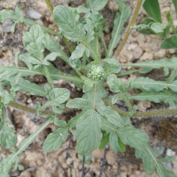 Reseda jacquinii Folla