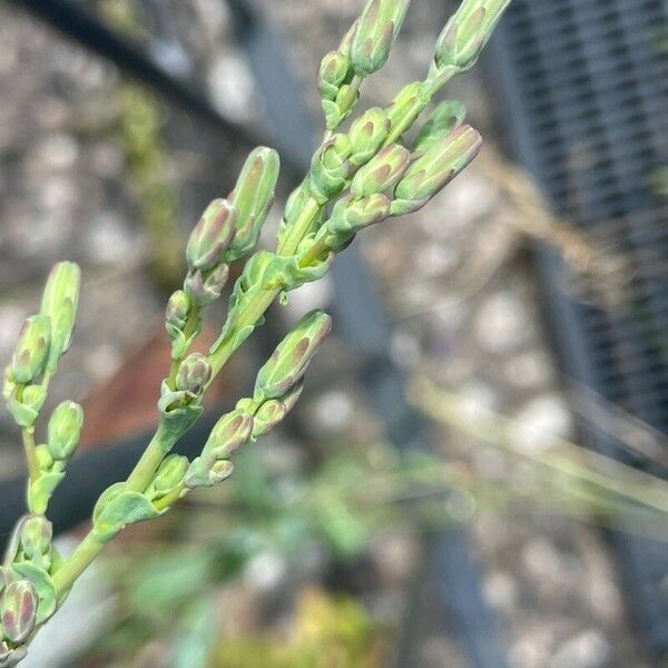 Lactuca serriola Blüte