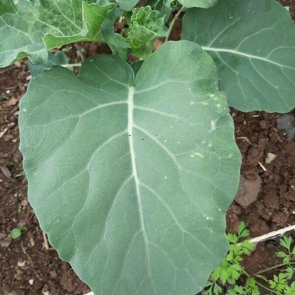 Brassica oleracea Folha