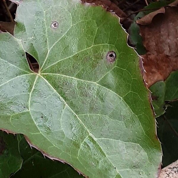 Epimedium alpinum Leaf