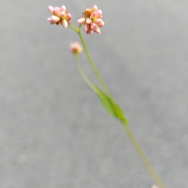 Persicaria sagittata Flower