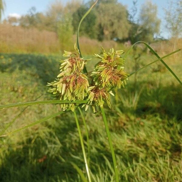 Cyperus esculentus Hábitos