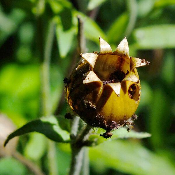 Silene latifolia Фрукт