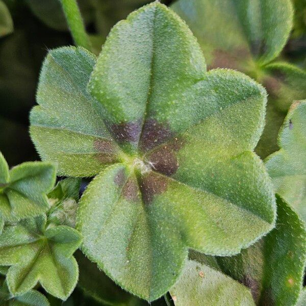 Pelargonium peltatum ഇല