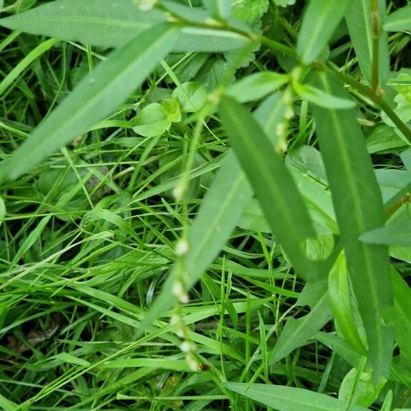 Persicaria minor Leaf