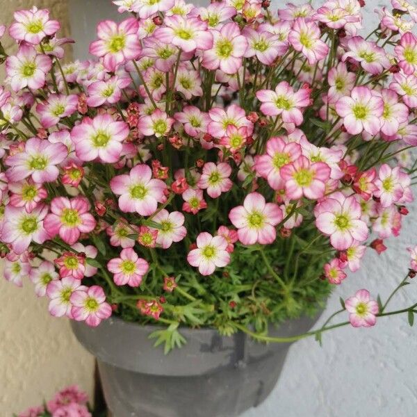 Saxifraga rosacea Flor