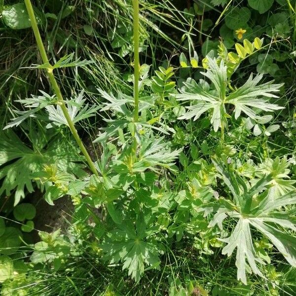 Trollius europaeus Hostoa