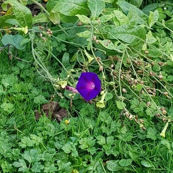 Ipomoea purpurea Fleur