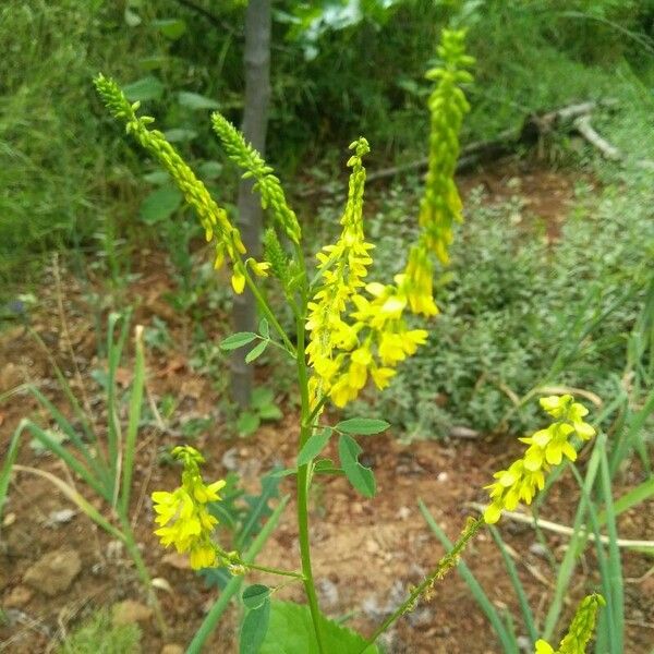 Melilotus officinalis 花